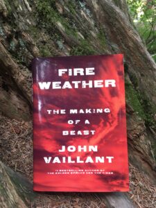 The book Fire Weather propped up on a tree.